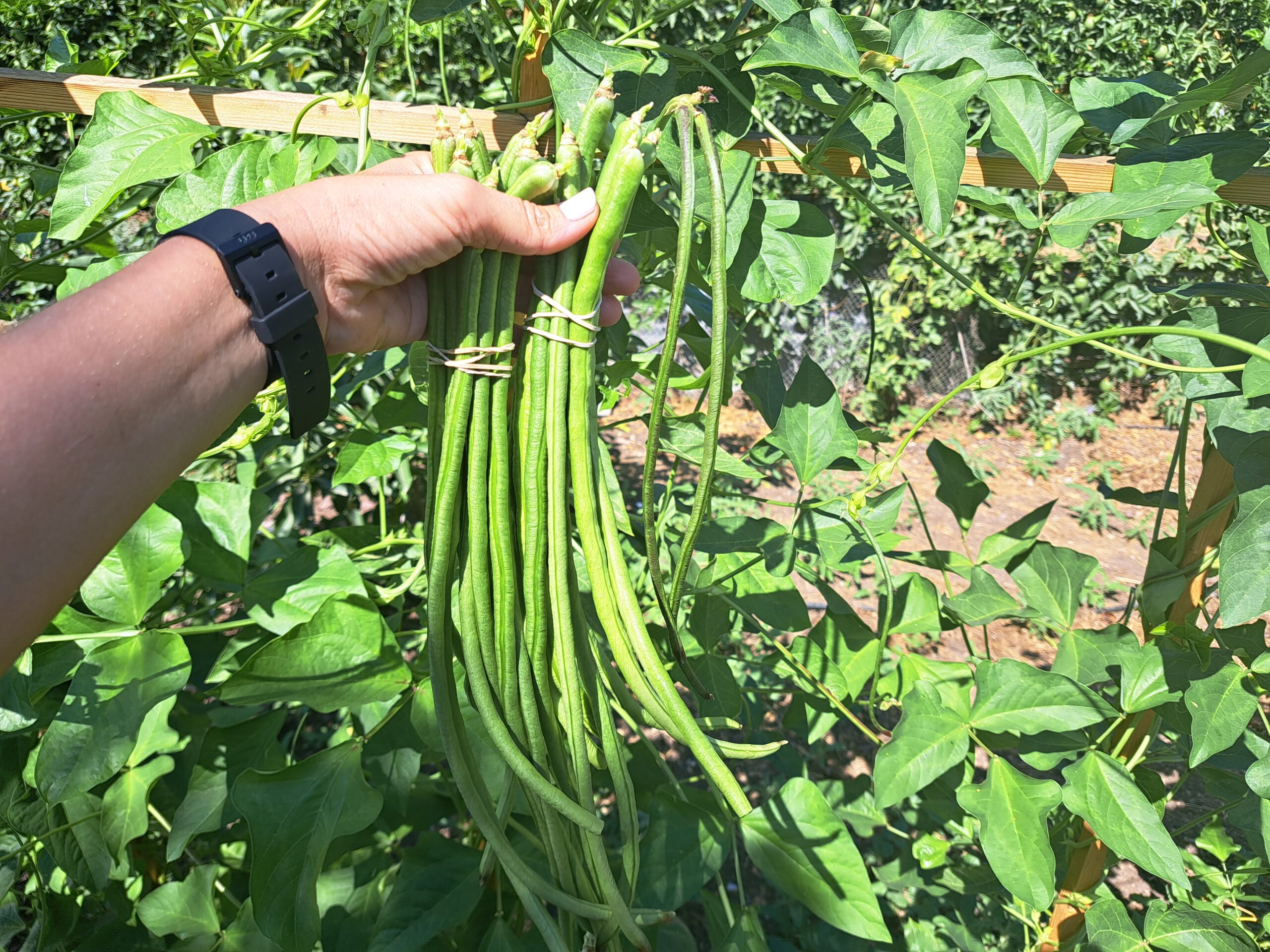 שעועית תאילנדיתthai beans אורגני מדהימה – מיבצע בריאות 1 השני בחצי המחיר 7.50שח